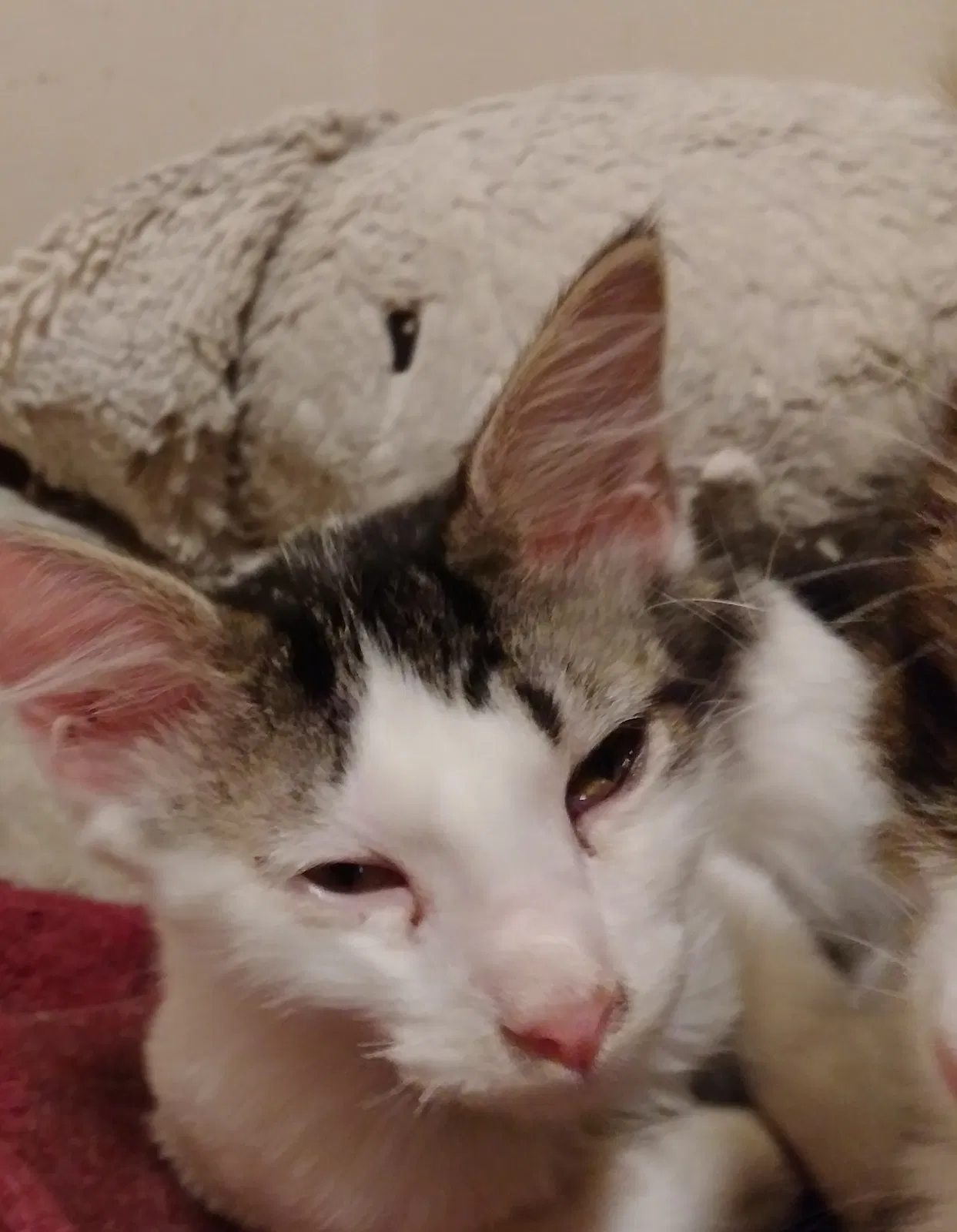 Lost cat in Wichita, KS, 67214
