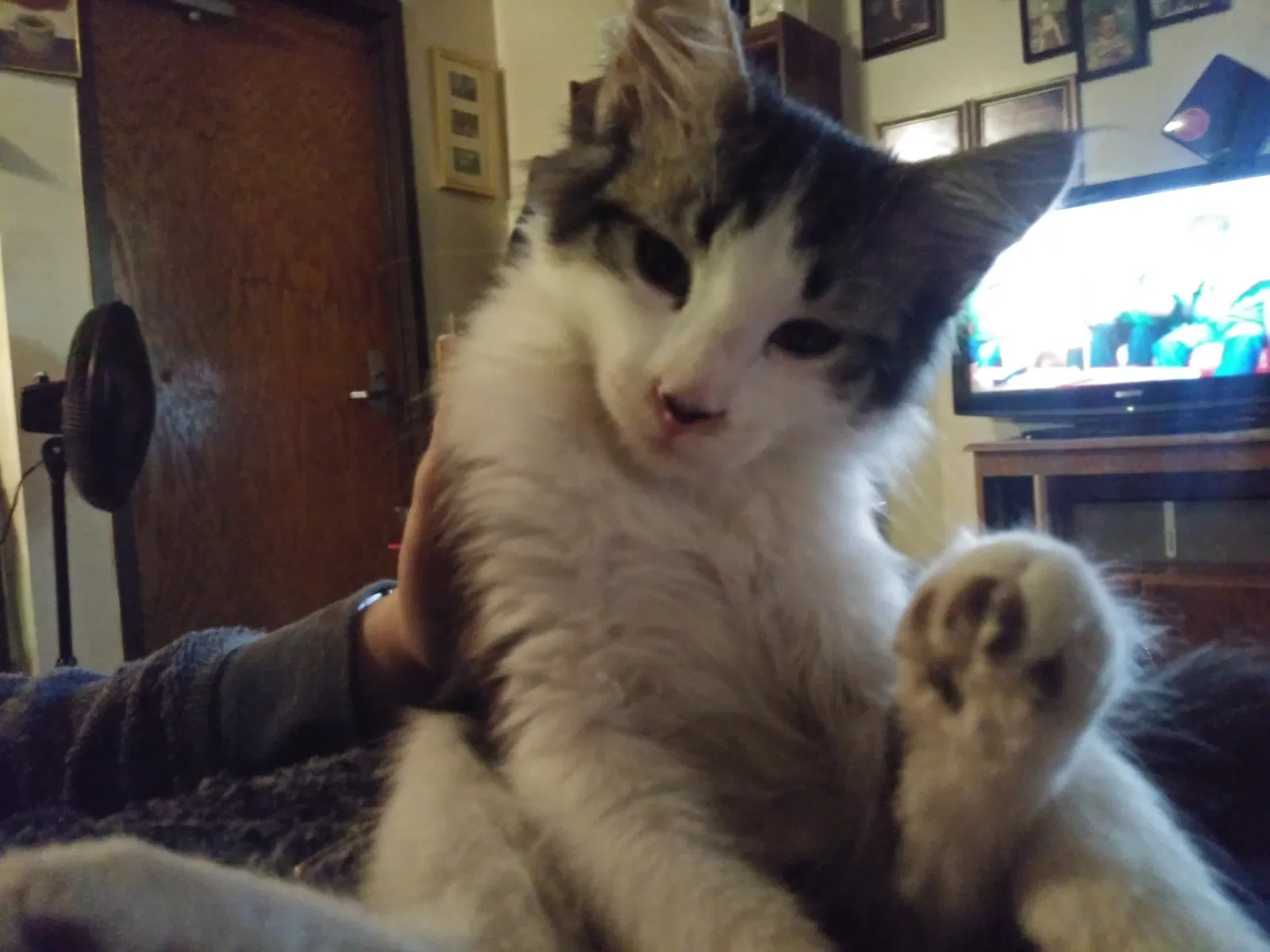 Lost cat in Wichita, KS, 67214