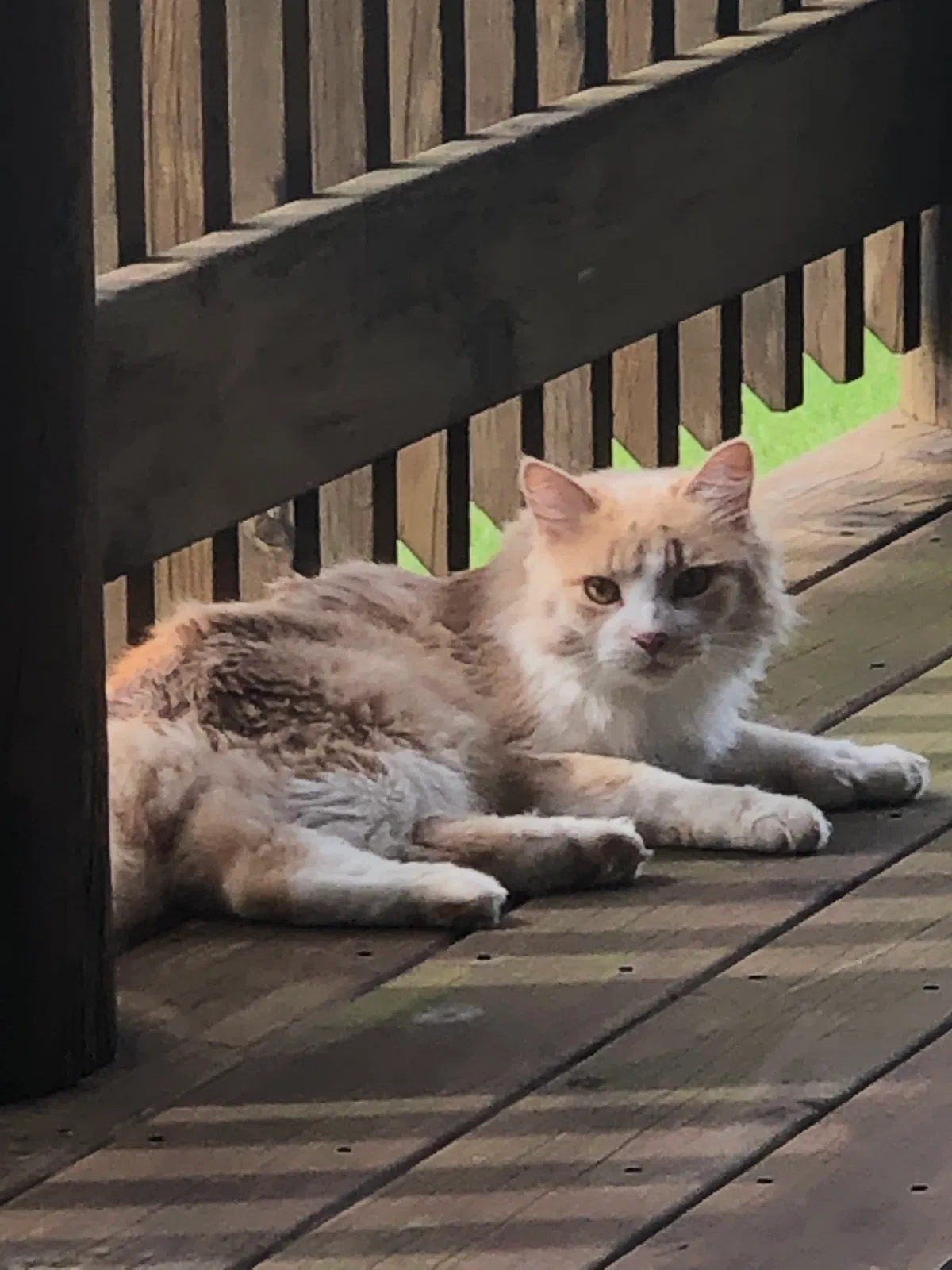 Lost cat in Oakland, MD, 21550