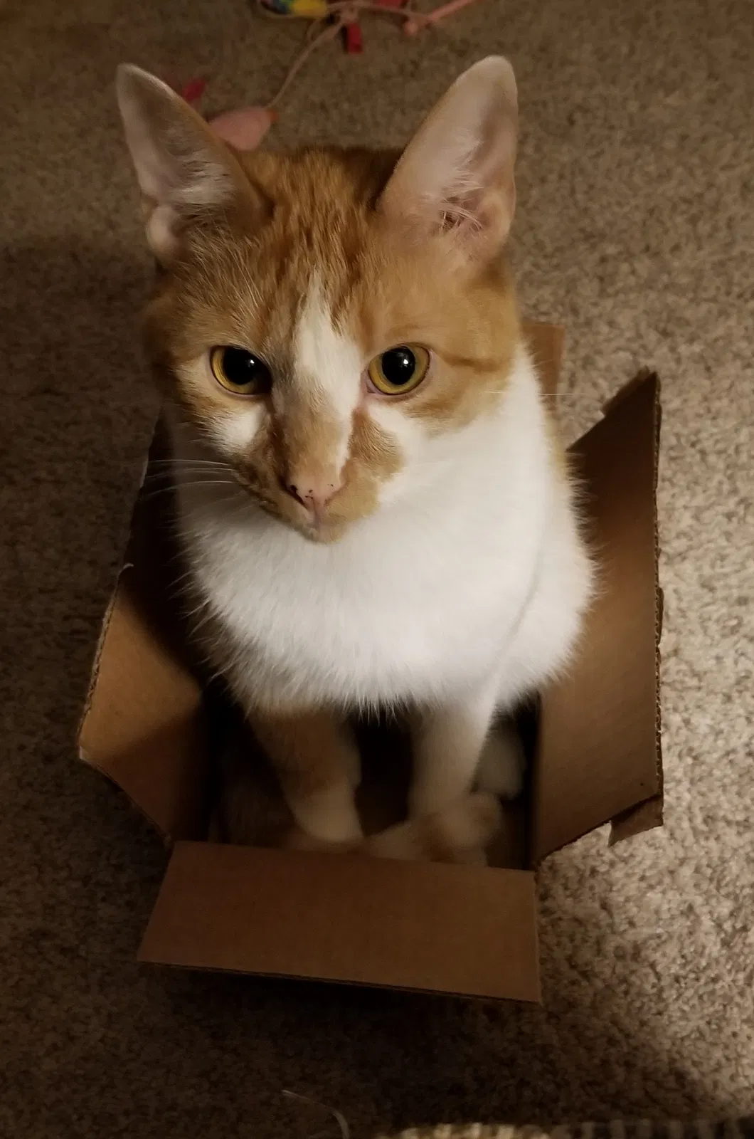 Lost cat in Youngstown, OH, 44511