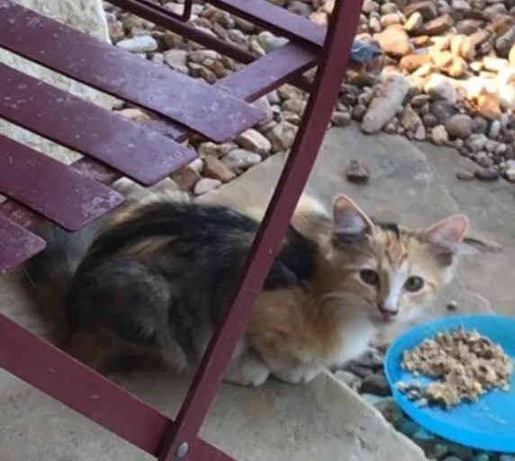 Lost cat in San Antonio, TX, 78232