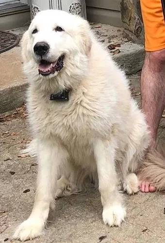 Lost dog in Temple, GA, 30179