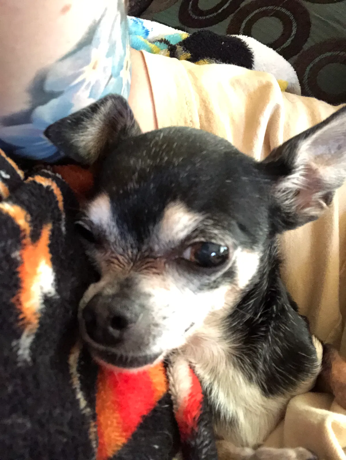 Lost dog in Willshire, OH, 45898