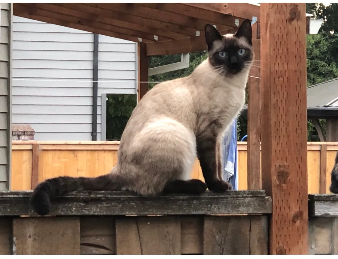 Lost cat in Wilsonville, OR, 97070