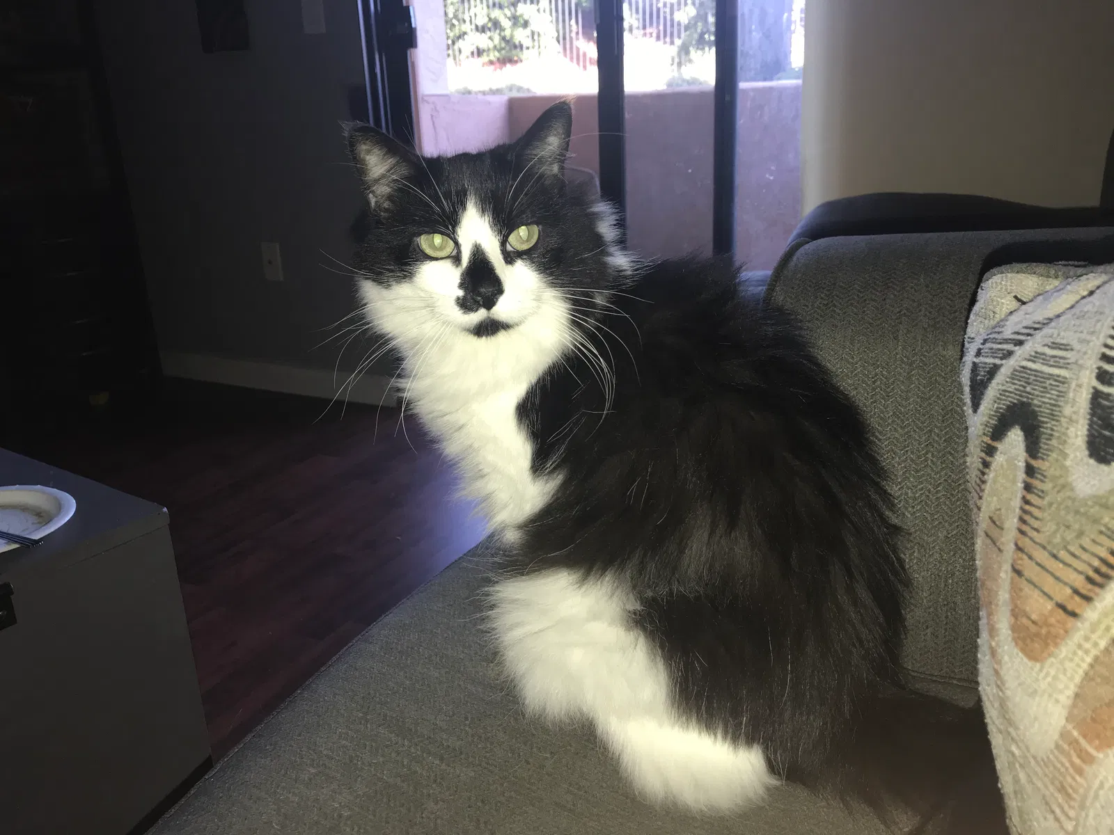 Lost cat in Santee, CA, 92071