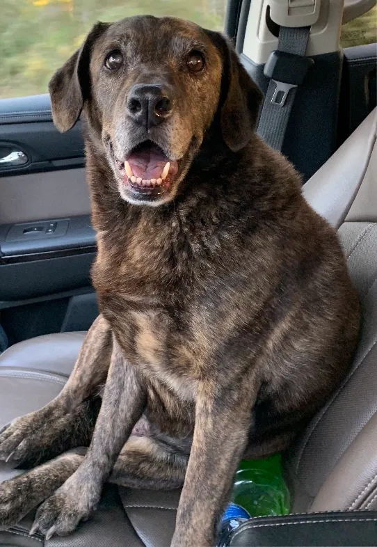 Lost dog in Sopchoppy, FL, 32358