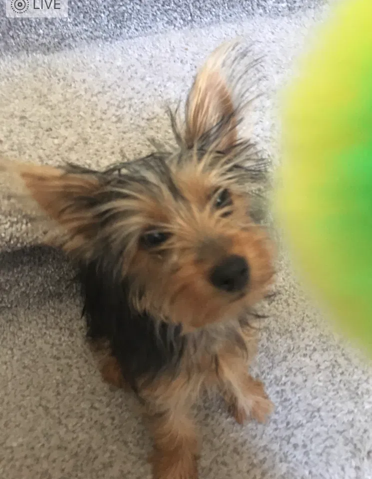 Lost dog in El Paso, TX, 79928