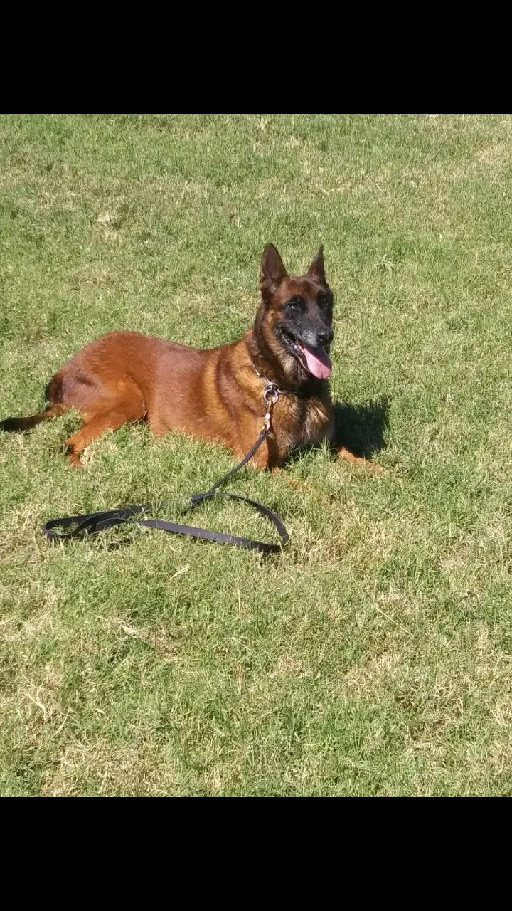 Lost dog in Midland, TX, 79706