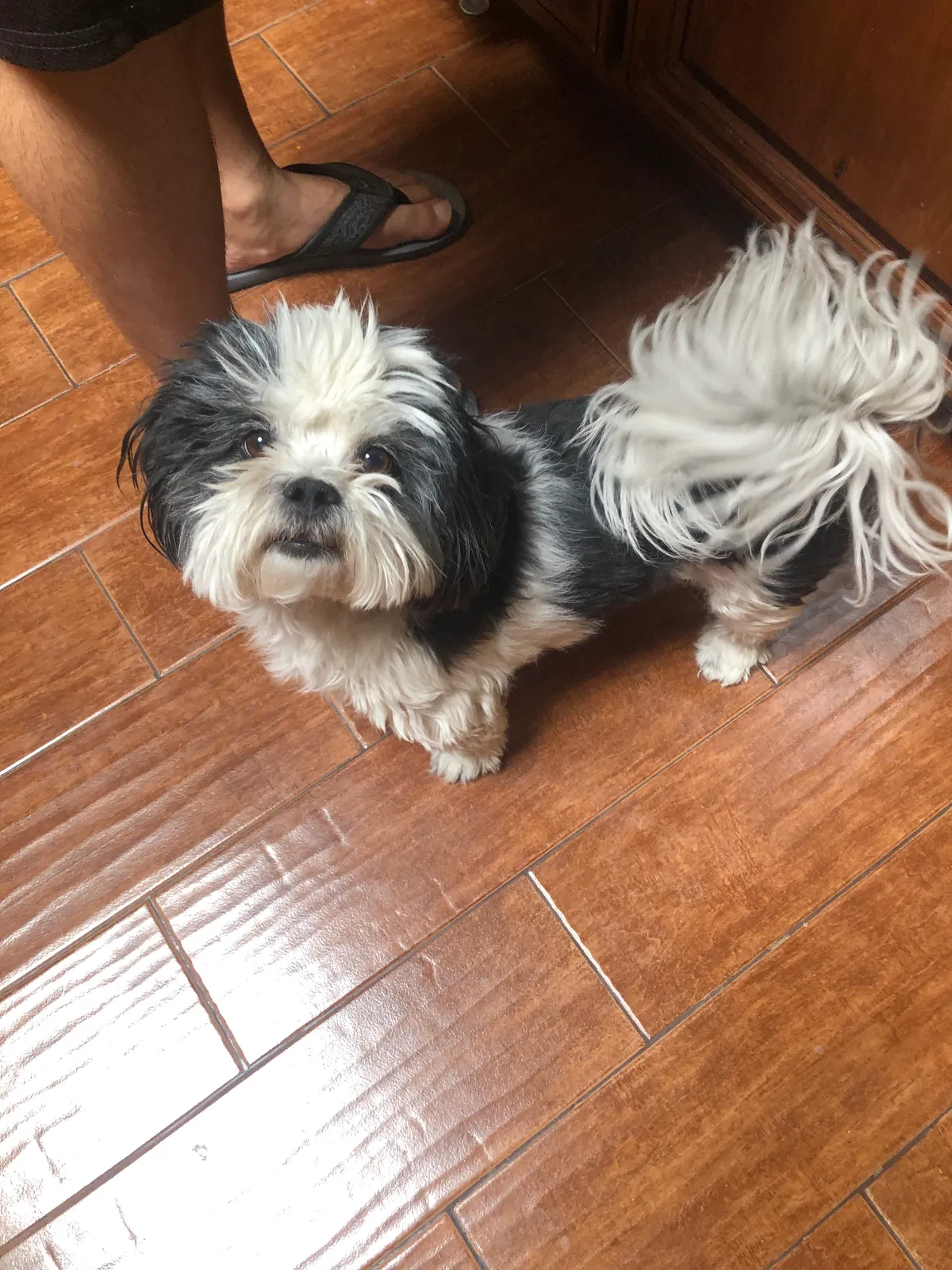 Lost dog in El Paso, TX, 79907
