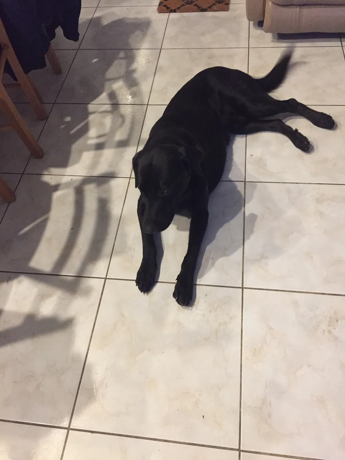 Lost dog in Miami, FL, 33175