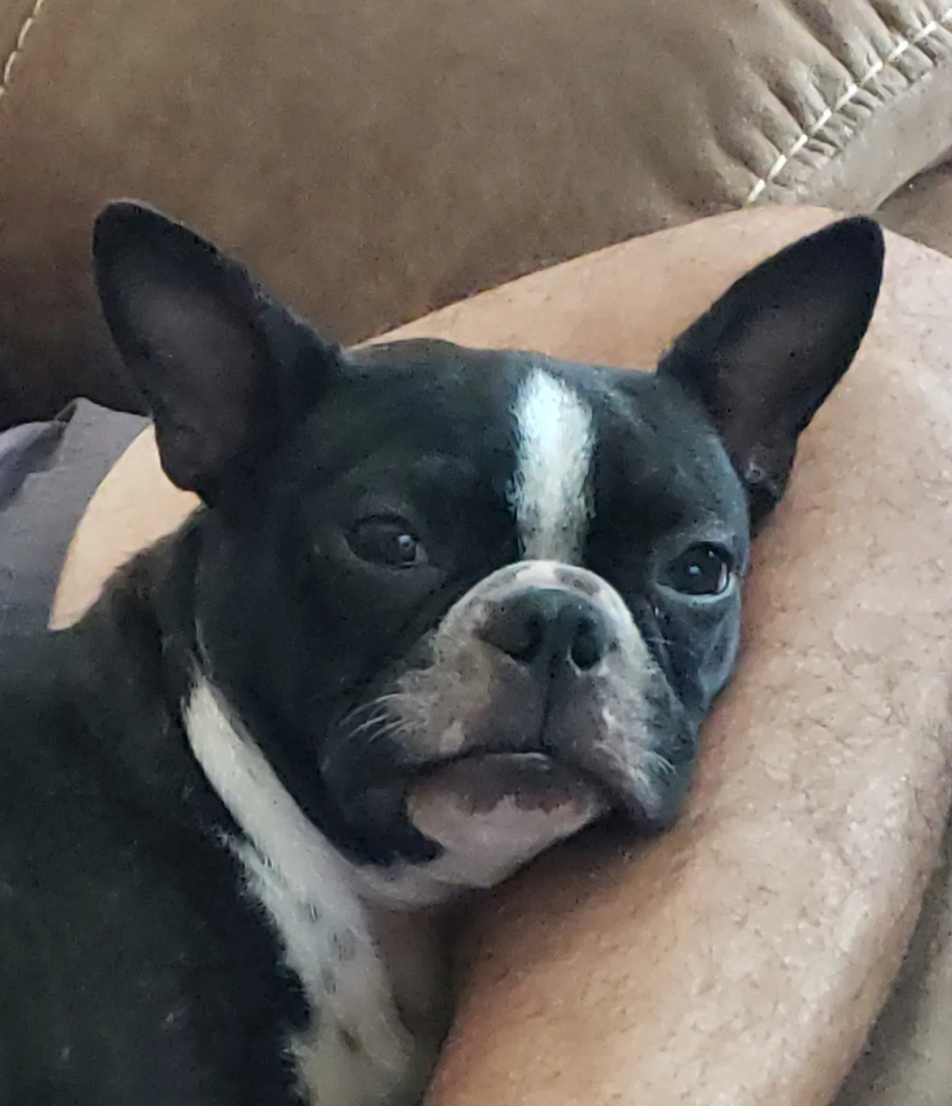 Lost dog in Miami, FL, 33177