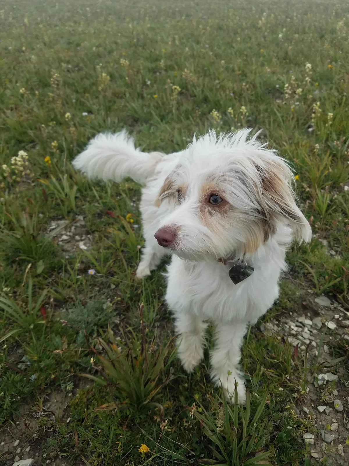Lost dog in Farmington, UT, 84025