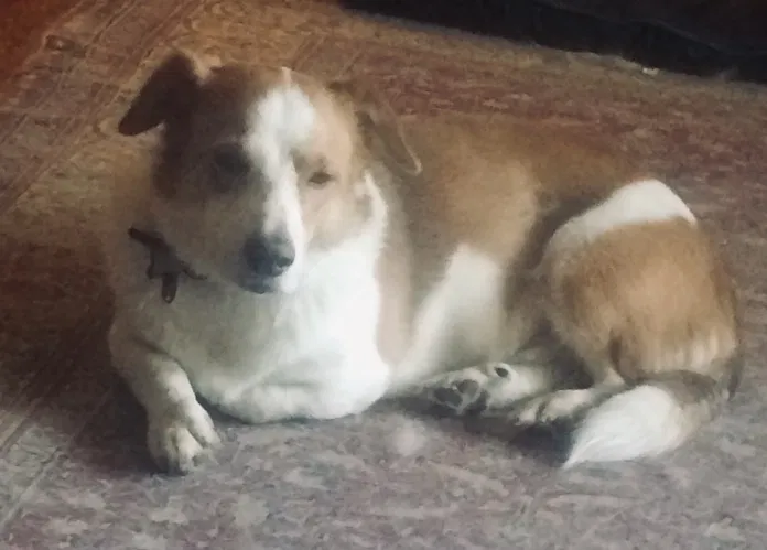 Lost dog in Greensburg, PA, 15601