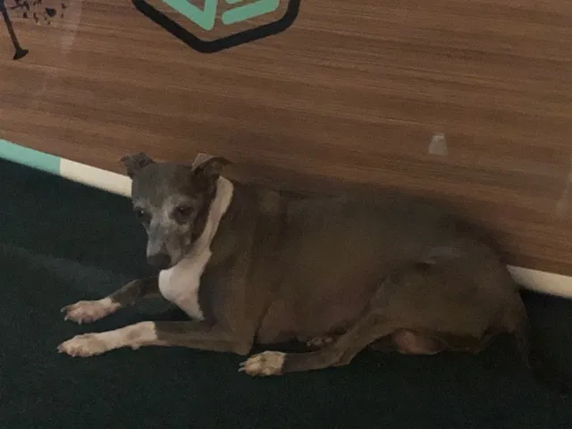 Lost dog in Fort Walton Beach, FL, 32547