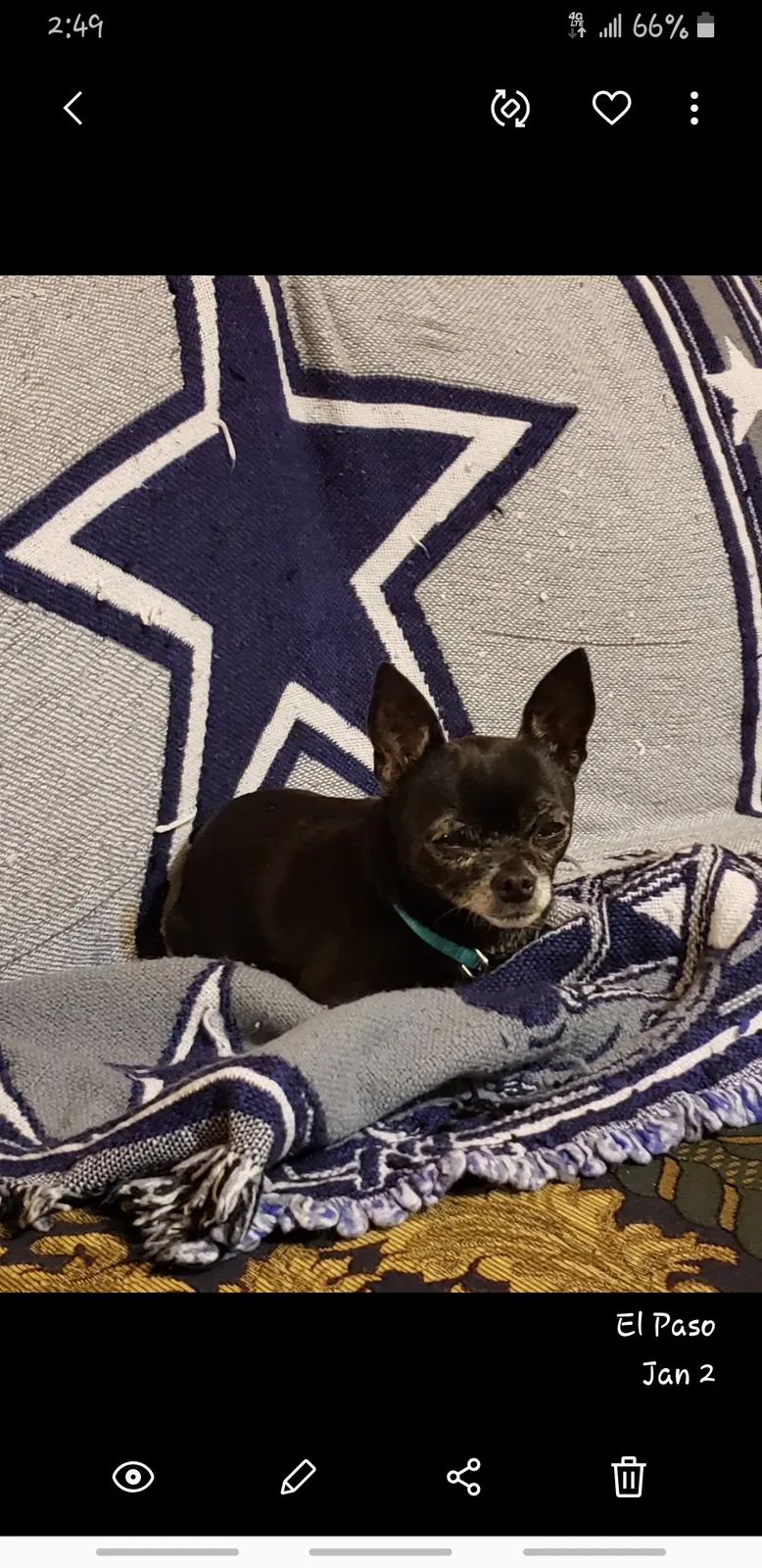 Lost dog in El Paso, TX, 79907