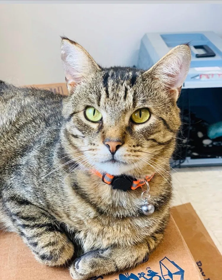 Lost cat in Binghamton, NY, 13905