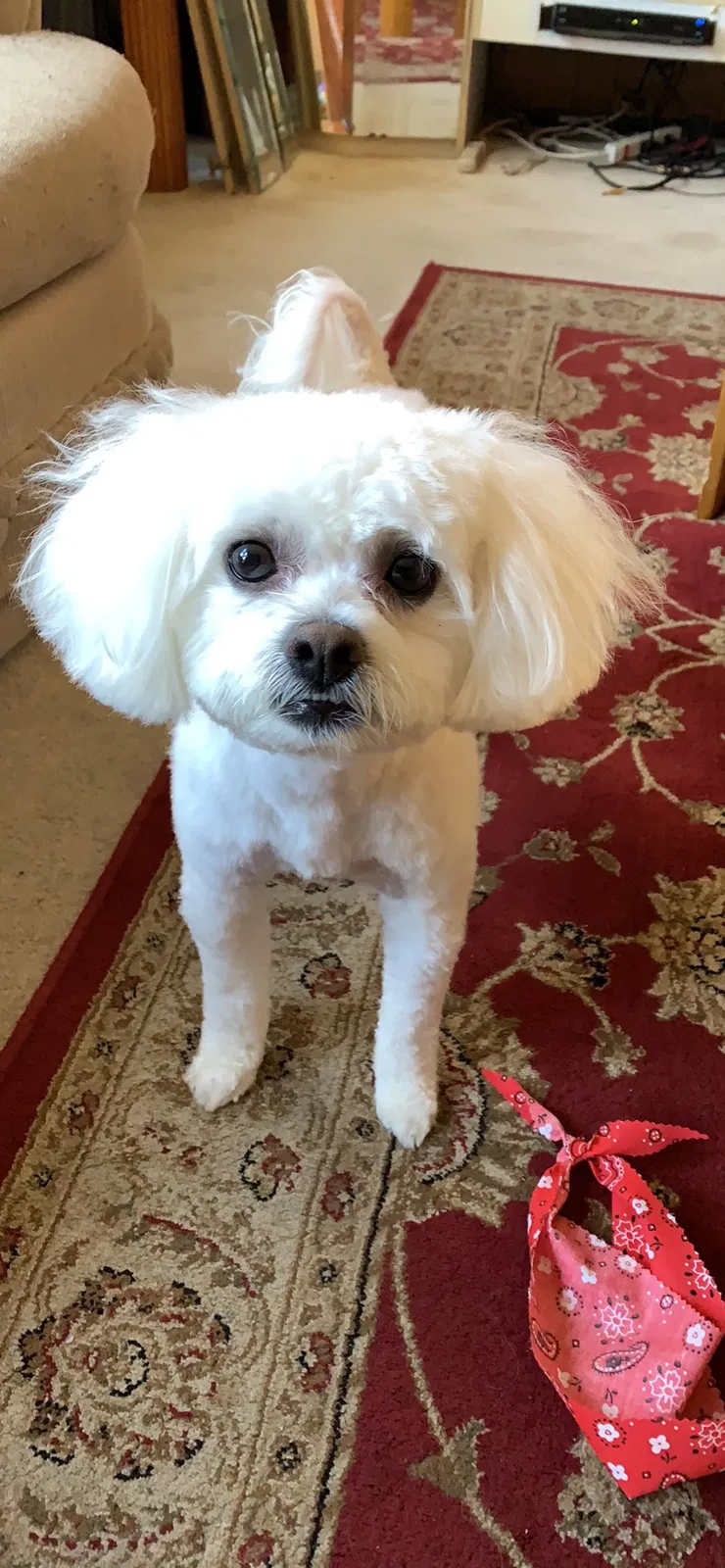 Lost dog in Milwaukee, WI, 53204
