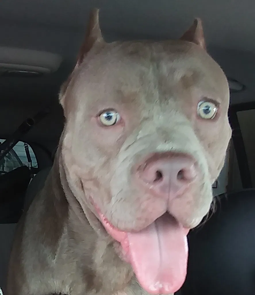 Lost dog in Houston, TX, 77084