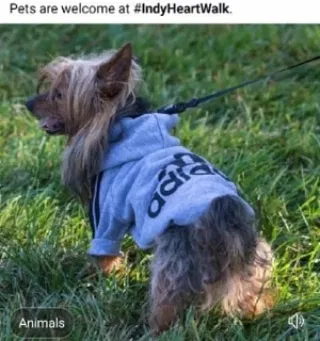 Lost dog in Indianapolis, IN, 46224