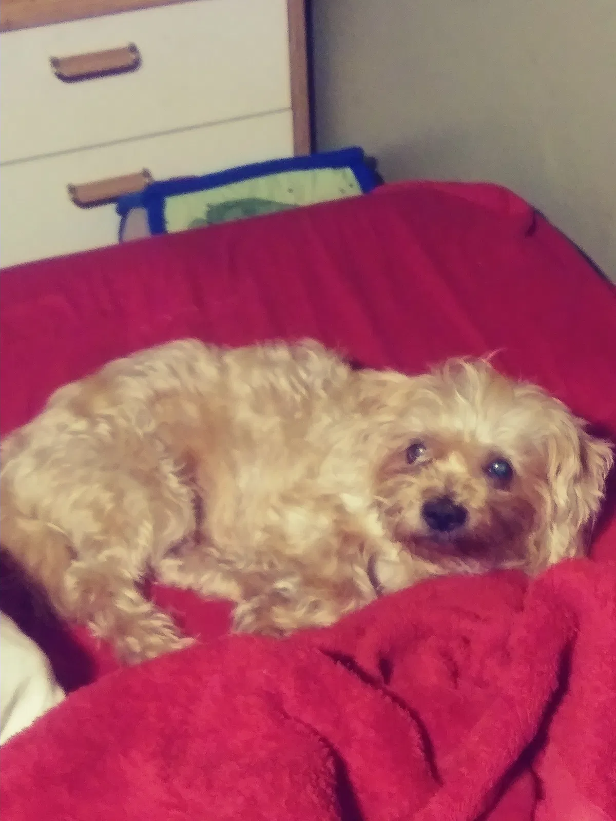 Lost dog in Salt Lake City, UT, 84104