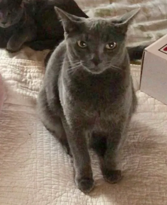 Lost cat in Las Vegas, NV, 89139
