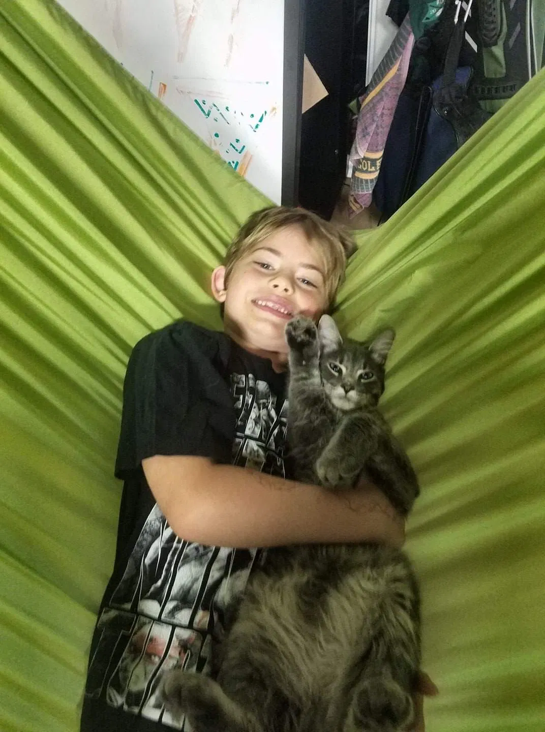 Lost cat in Pinon Hills, CA, 92372
