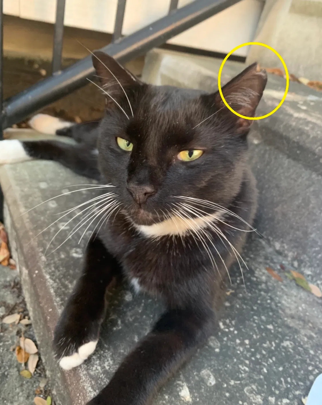 Lost cat in Fort Lauderdale, FL, 33351