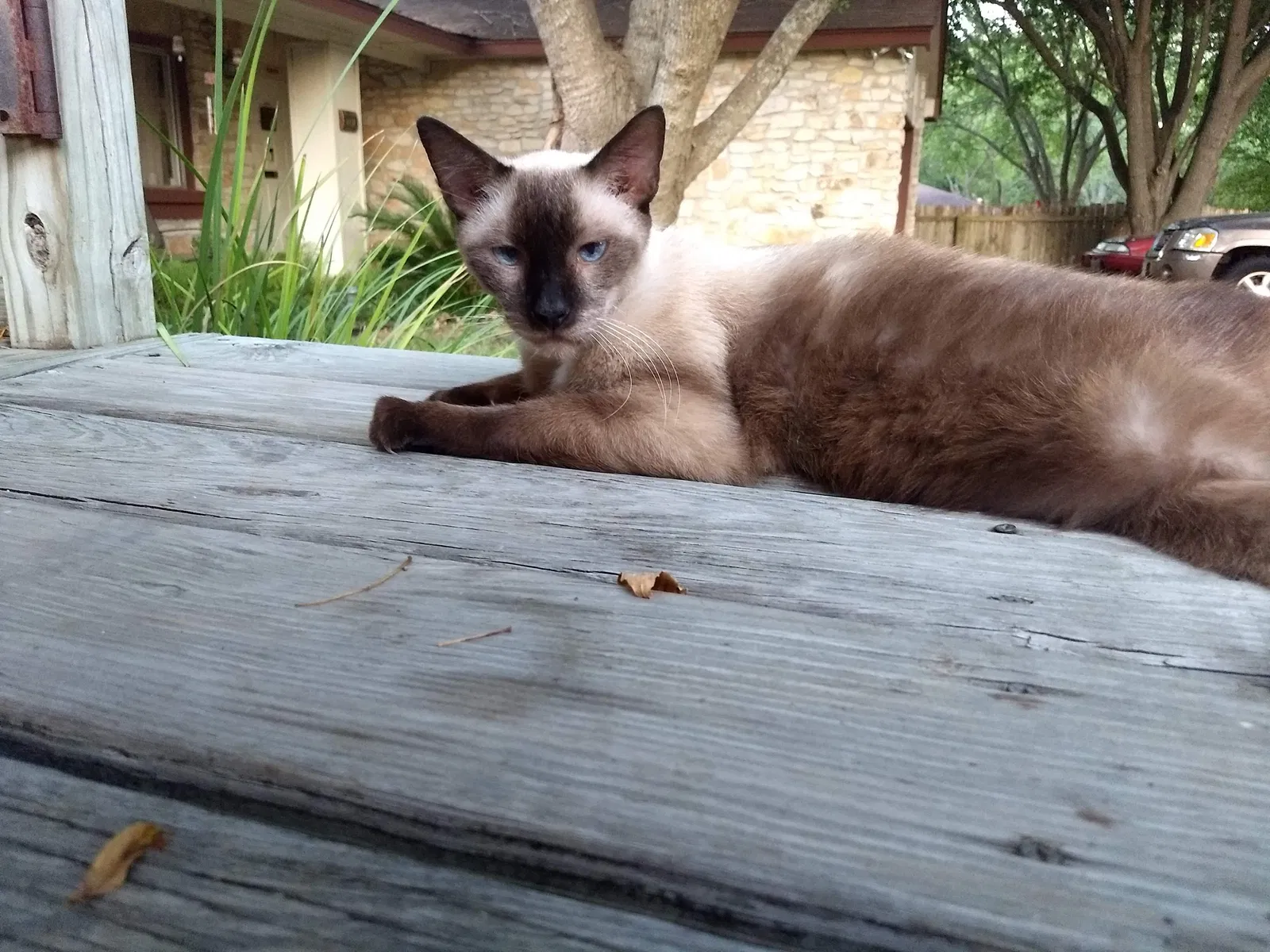 Lost cat in Austin, TX, 78745