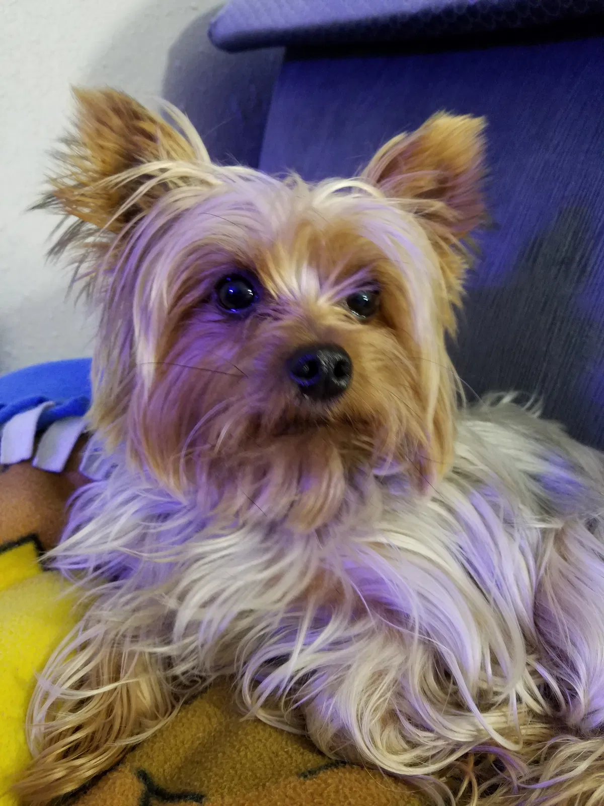 Lost dog in North Hills, CA, 91343