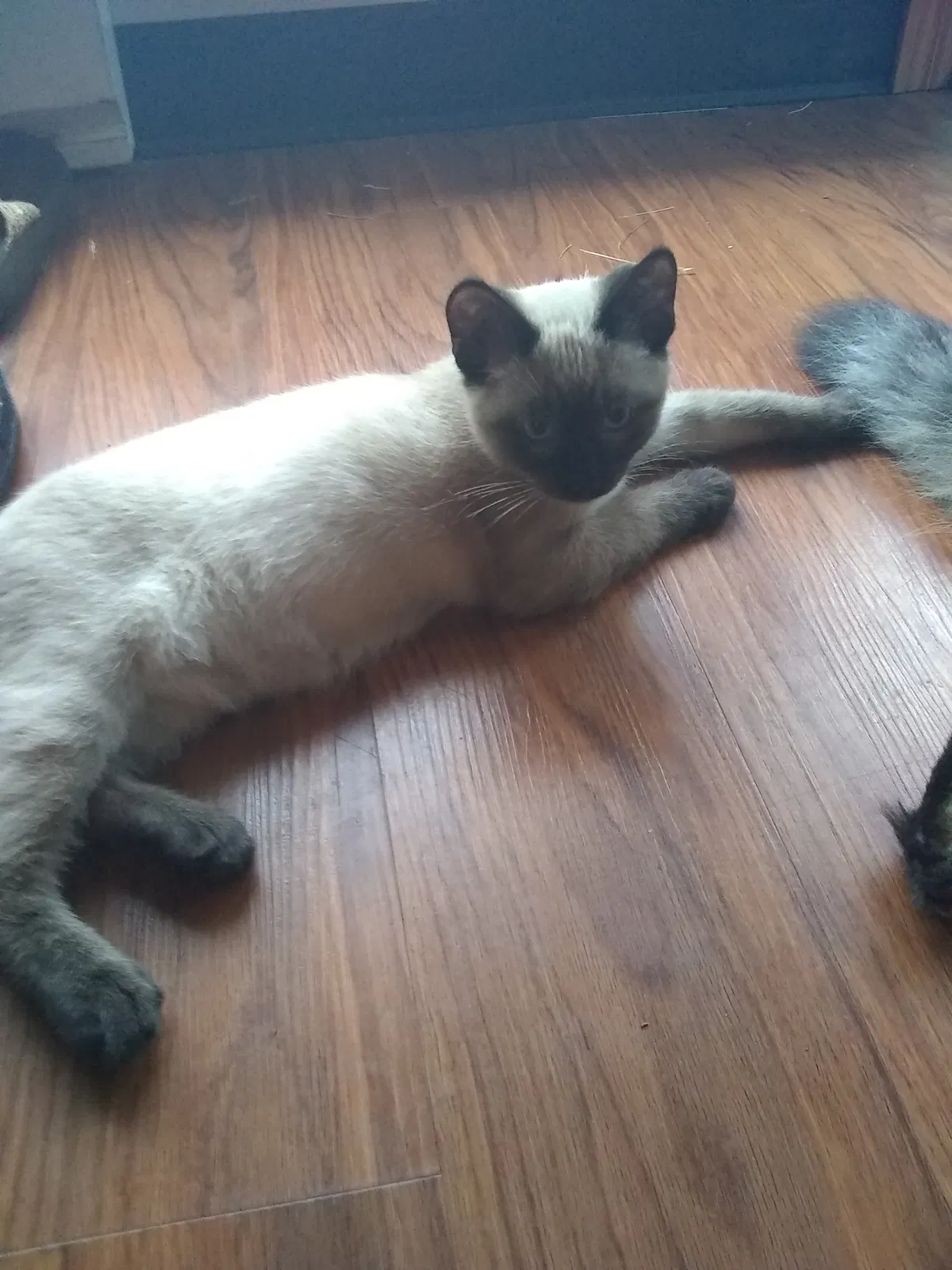 Lost cat in Rush City, MN, 55069