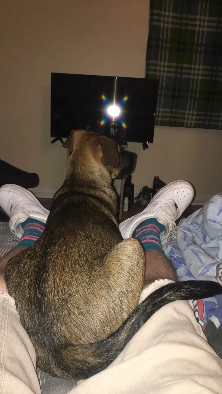 Lost dog in Knoxville, TN, 37921