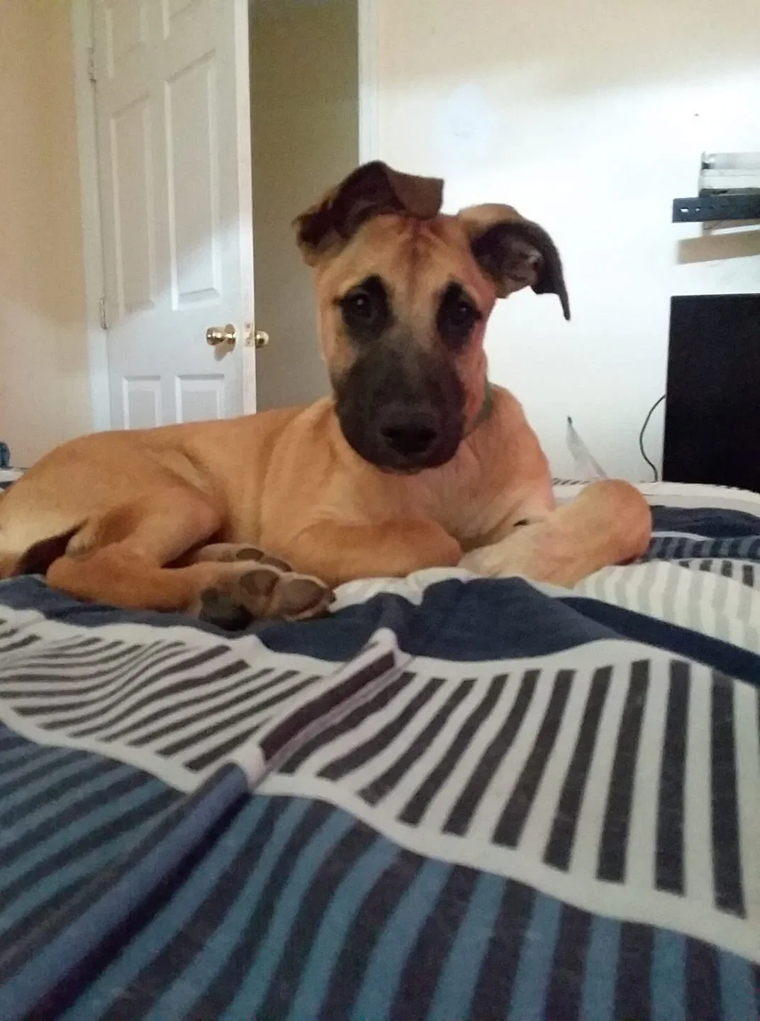 Lost dog in Knoxville, TN, 37921