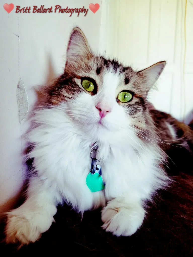 Lost cat in Bridgman, MI, 49106