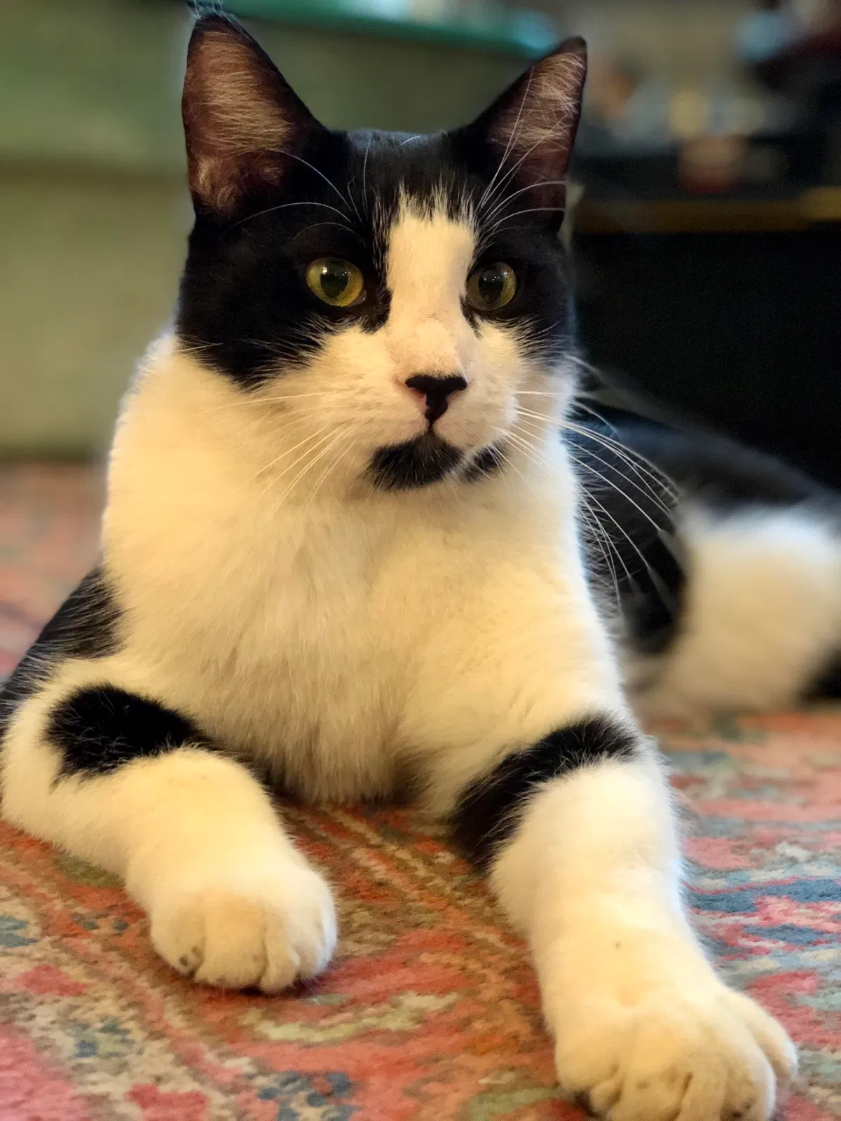 Lost cat in Charleston, SC, 29407