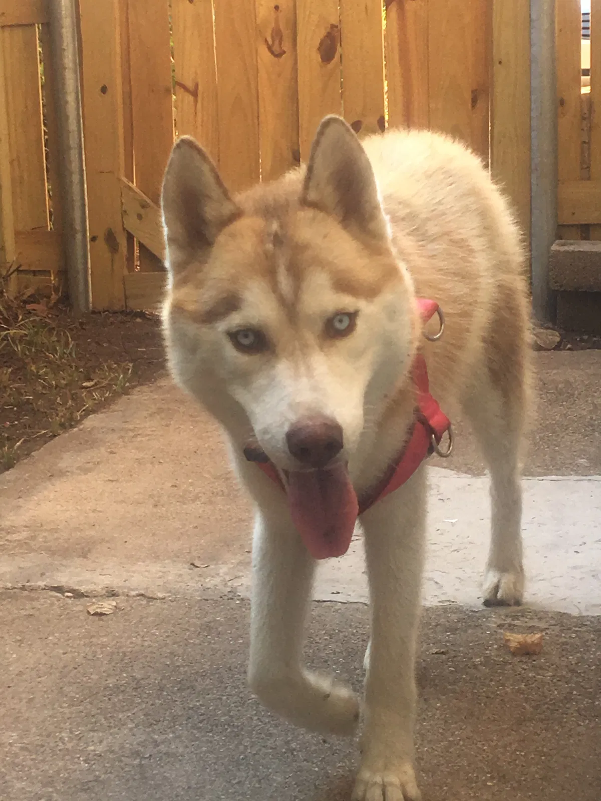 Lost dog in Dallas, TX, 75241