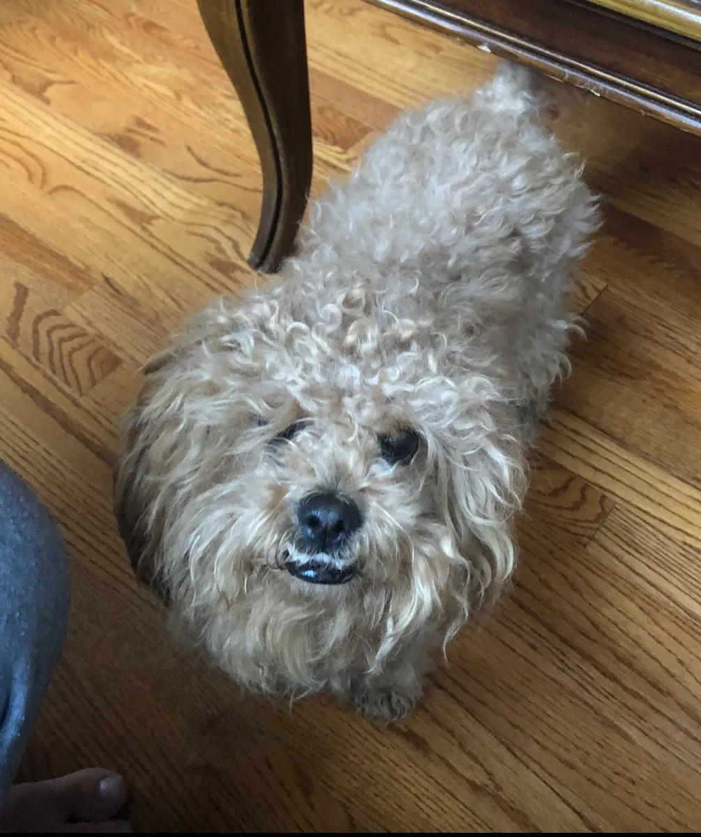 Lost dog in Earlton, NY, 12058