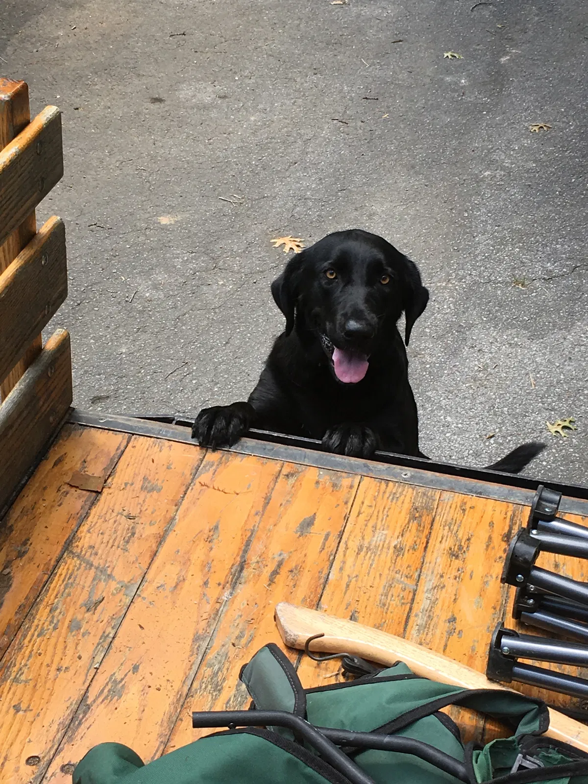 Lost dog in Chatsworth, GA, 30705