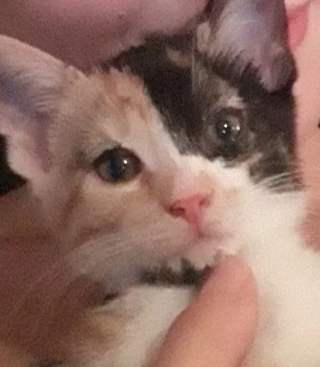 Lost cat in Knoxville, TN, 37918