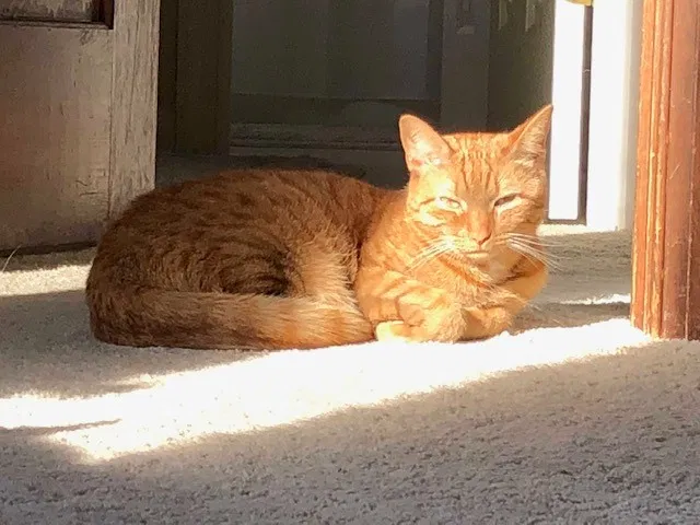 Lost cat in Burlington, NC, 27215