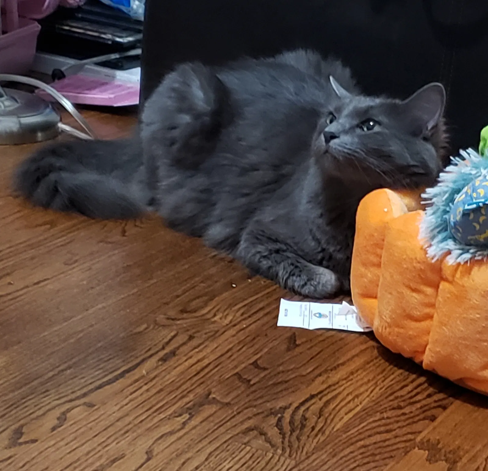 Lost cat in Lakewood, CA, 90713