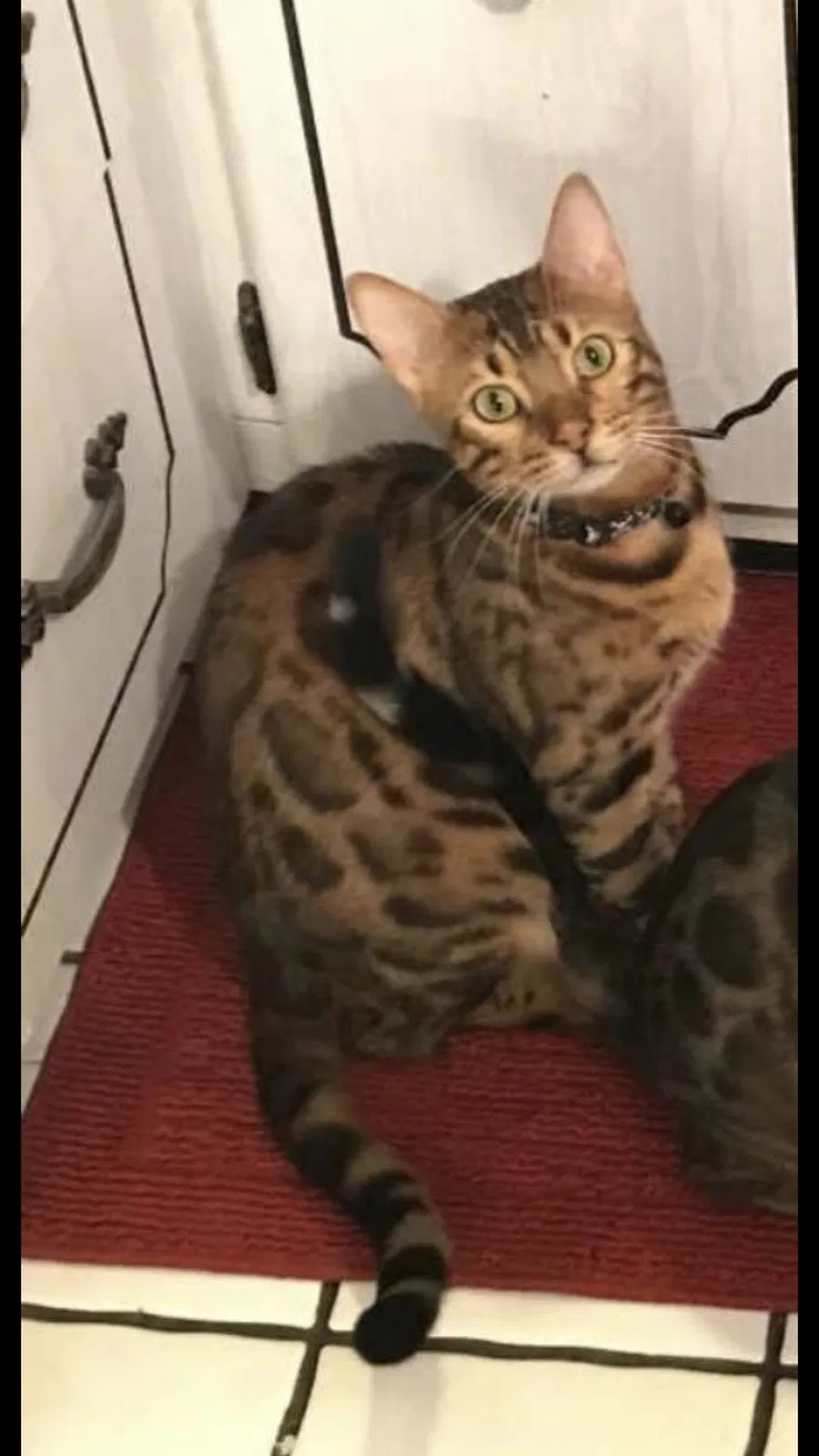 Lost cat in Mckeesport, PA, 15131