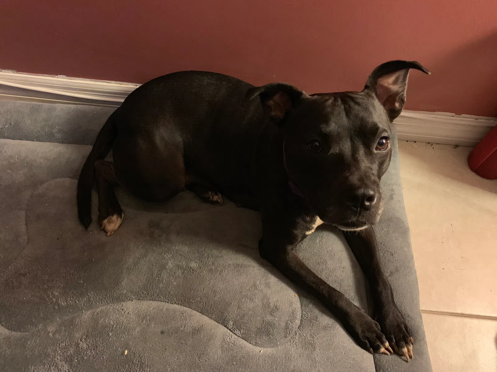 Lost dog in Fort Lauderdale, FL, 33351