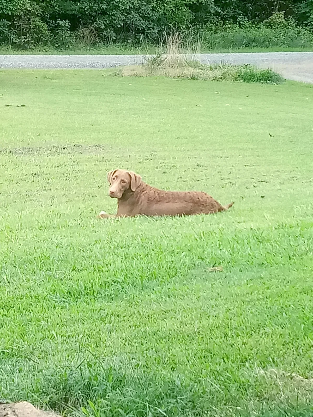 Lost dog in Snow Camp, NC, 27349