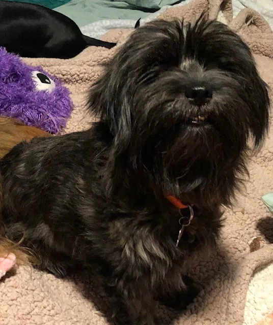 Lost dog in Punta Gorda, FL, 33983