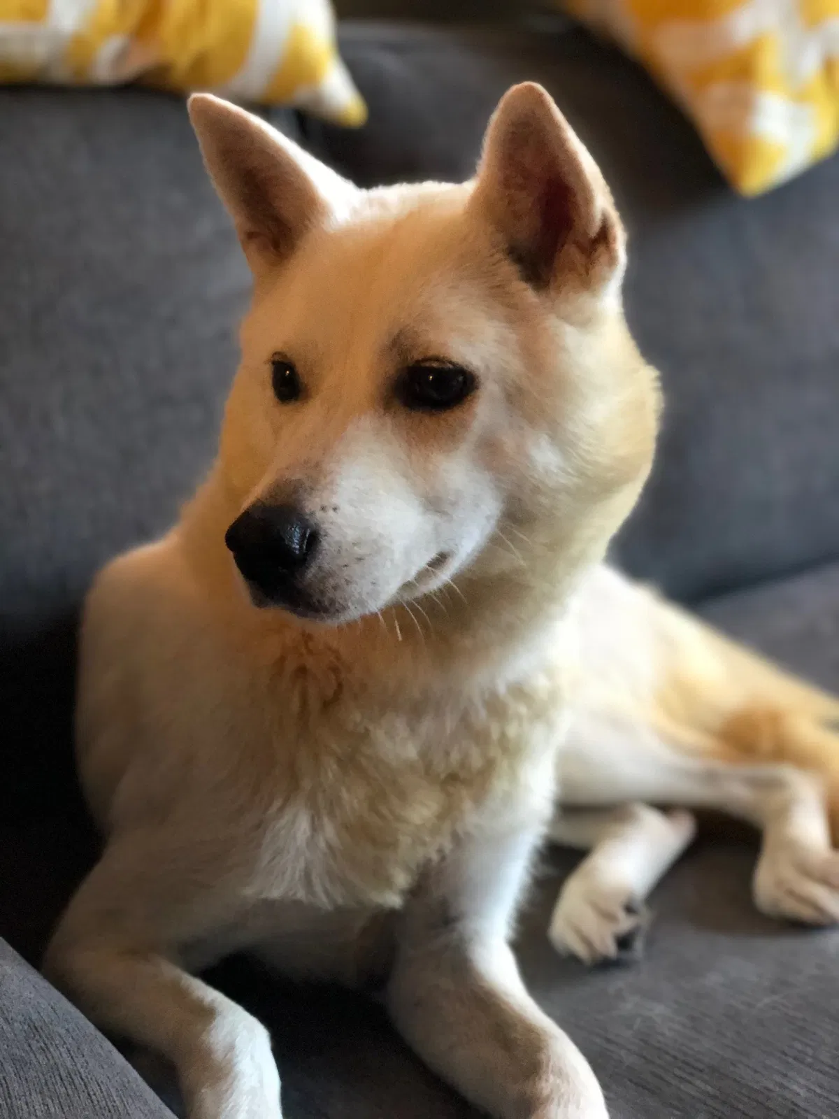 Lost dog in Santa Barbara, CA, 93110