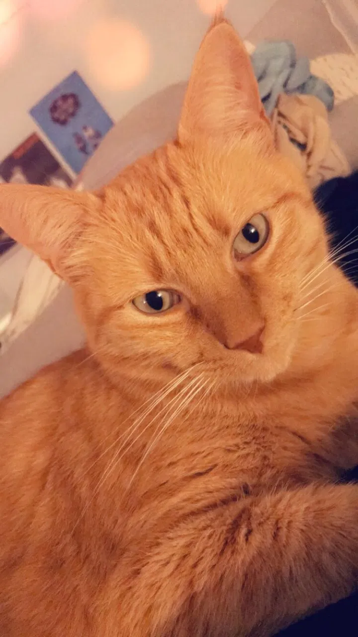 Lost cat in Austin, TX, 78731
