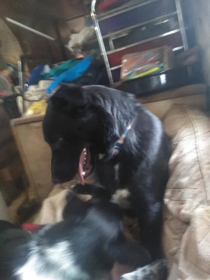 Lost dog in Ogden, UT, 84401