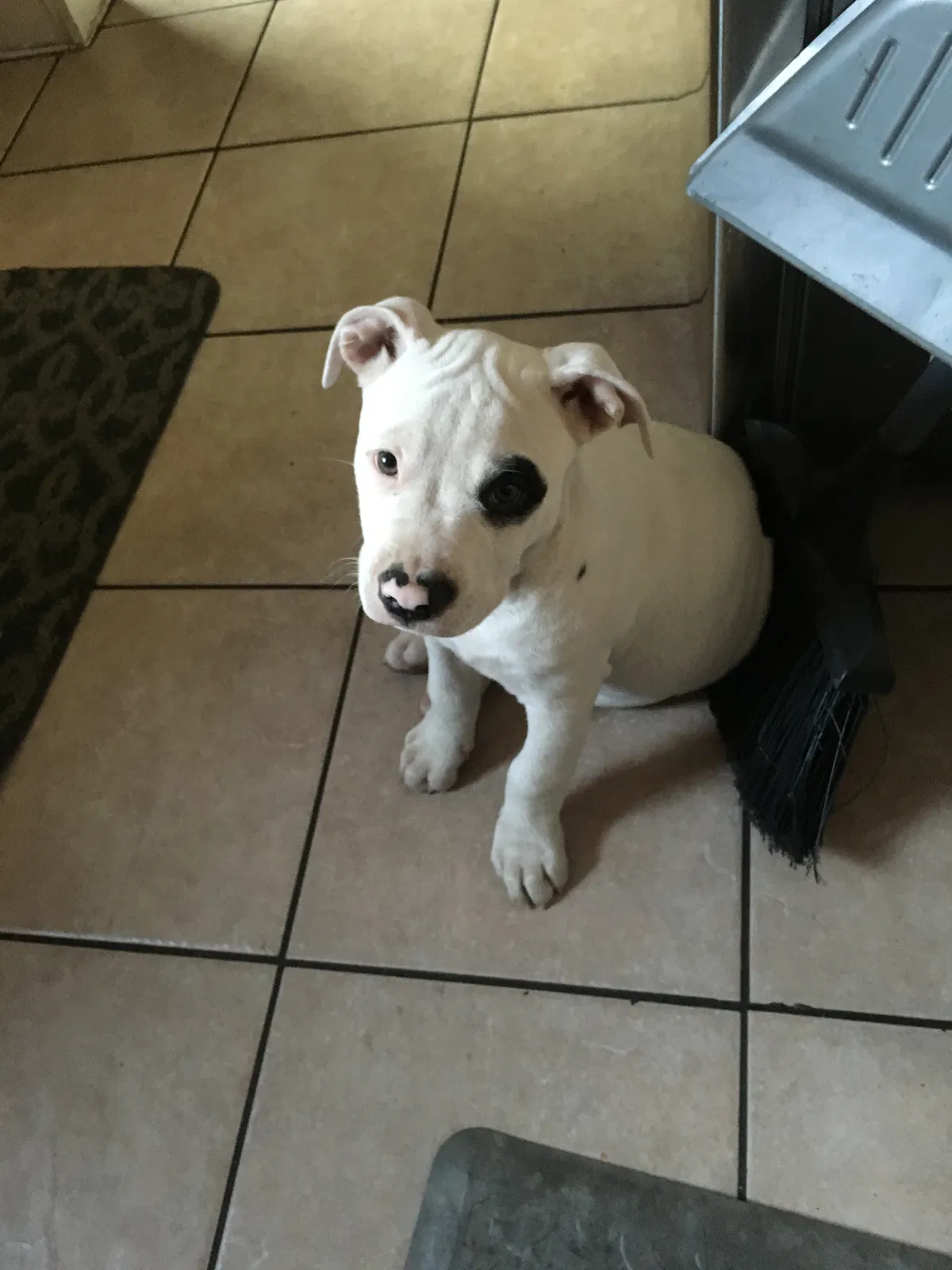 Lost dog in Fontana, CA, 92336