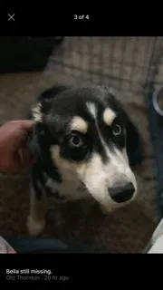 Lost dog in Denver, CO, 80229