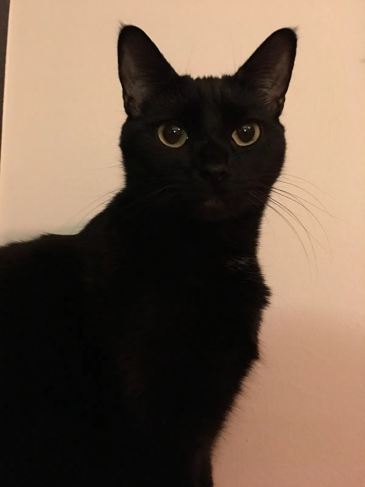 Lost cat in Columbus, OH, 43211